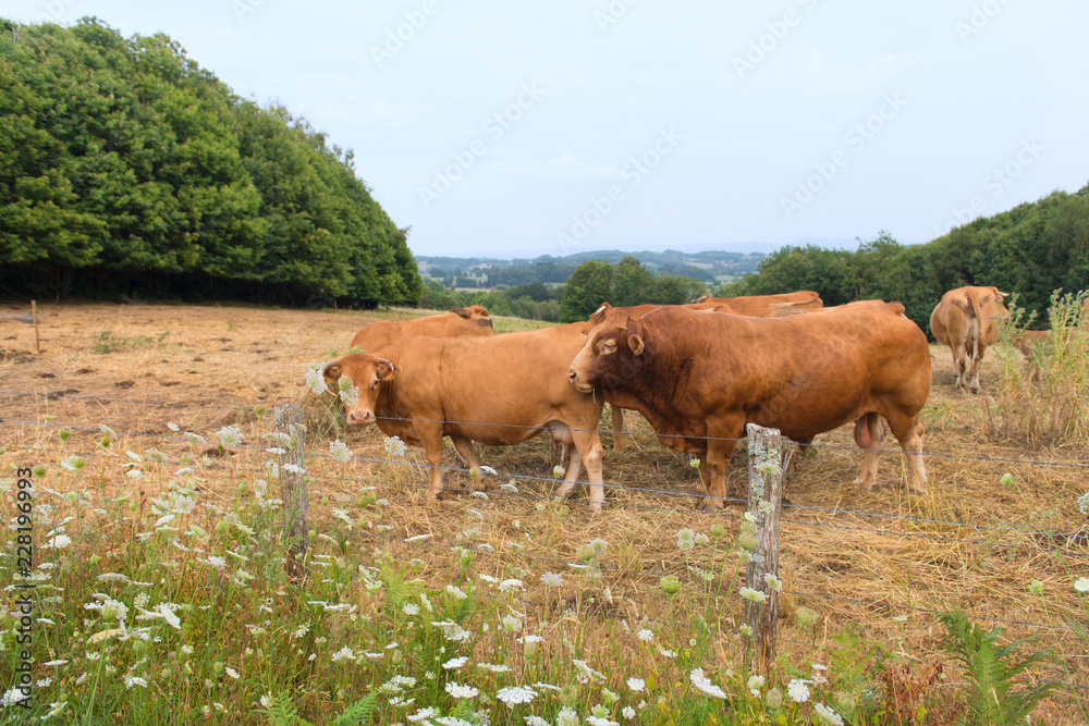 Typical French cows