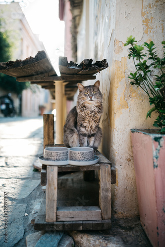 Cat sitting under bench on the street of Athens