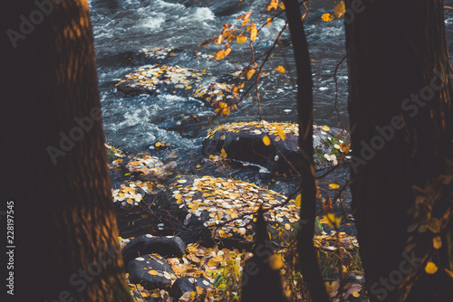 Autumn leaves in river photo