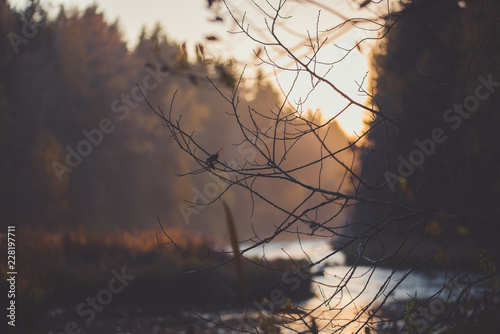 Autumn leaves and river photo