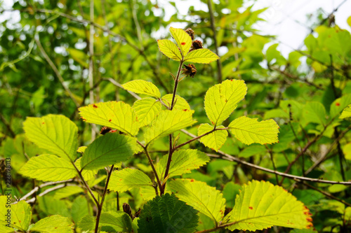 junge hellgrüne Brombeerblätter im Gegenlicht Makro im Sommer 