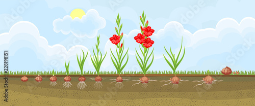 Life cycle of gladiolus plant. Stages of growth from planting corm to adult plant with flowers