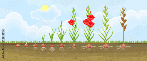 Life cycle of gladiolus plant. Stages of growth from planting corm to adult plant with flowers and seeds