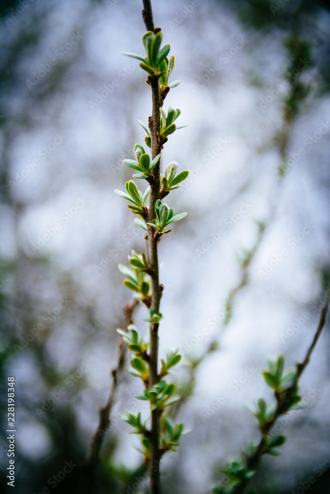Branch of young leaves of sea buckthorn or Hippophae in early spring, selective focus. Important natural remedy. Film style with grain. Branch of young leaves of sea buckthorn or Hippophae in early spring, selective focus. Important natural remedy. Film style with grain.