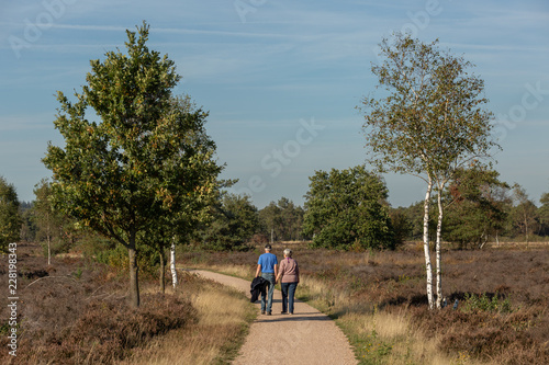 Couple walking hand in hand on a pathway amidst a moorland heather fields and trees such as birches along the way