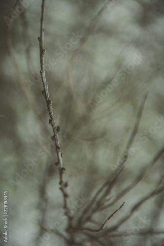 Branch of buds of sea buckthorn or Hippophae in early spring, selective focus. Important natural remedy. Matte effect.