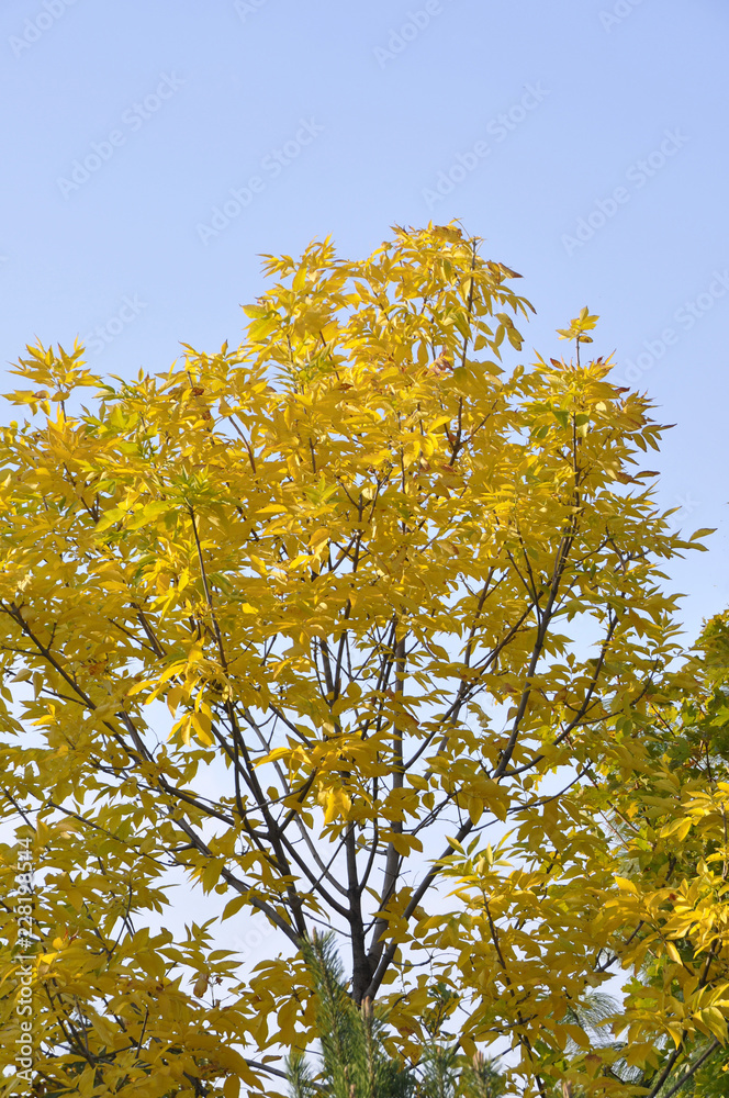 Fototapeta premium tree in a park in autumn with yellow leaves