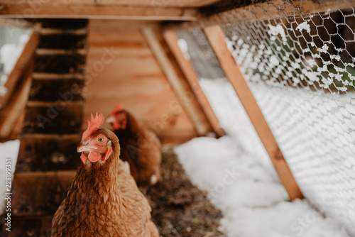 Brown chickens in home made chicken coup at the rural backyard, in winter. Cinematic effect.