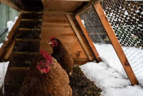 Quadro su tela Brown chickens in home made chicken coup at the rural backyard, in winter