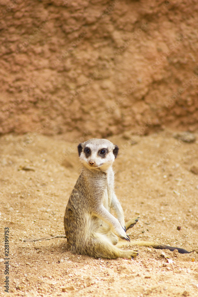 Fototapeta premium Funny Meerkat Manor sits in a clearing at the zoo