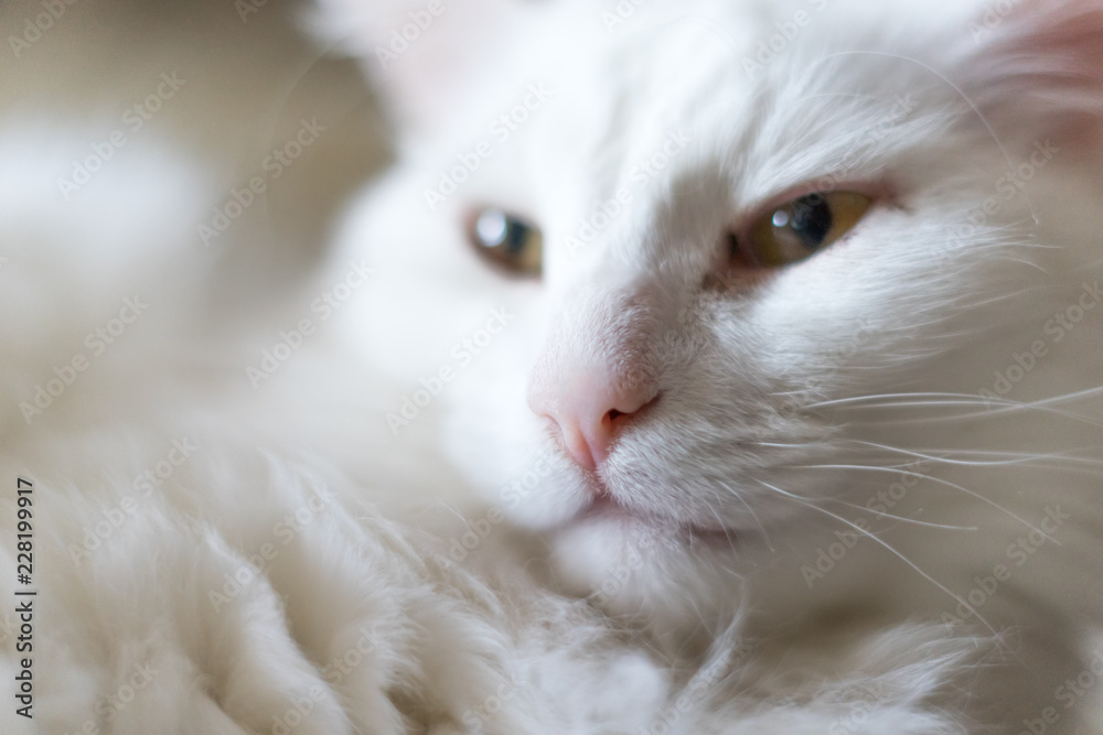Portrait of a white cat Portrait of a white cat