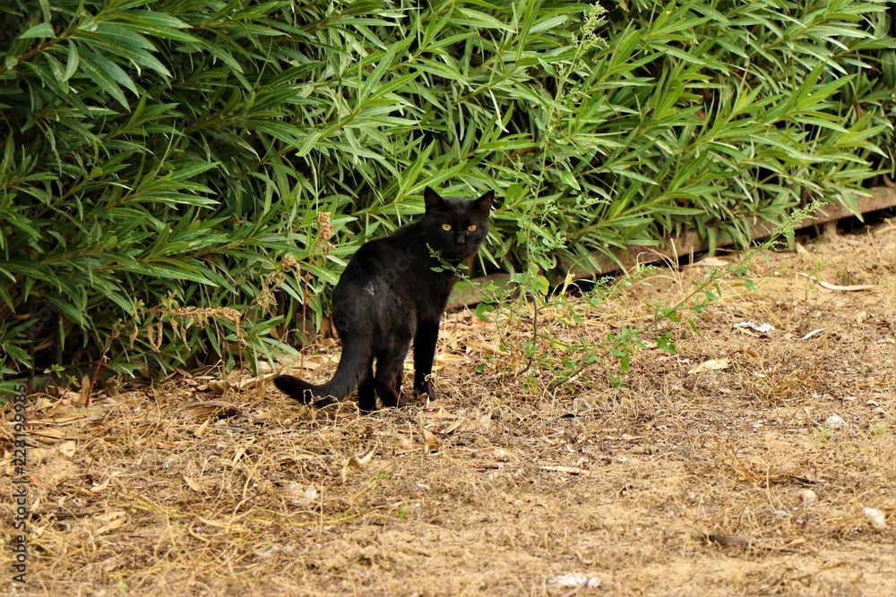 Blacak cat in its natural environment. Blacak cat in its natural environment.