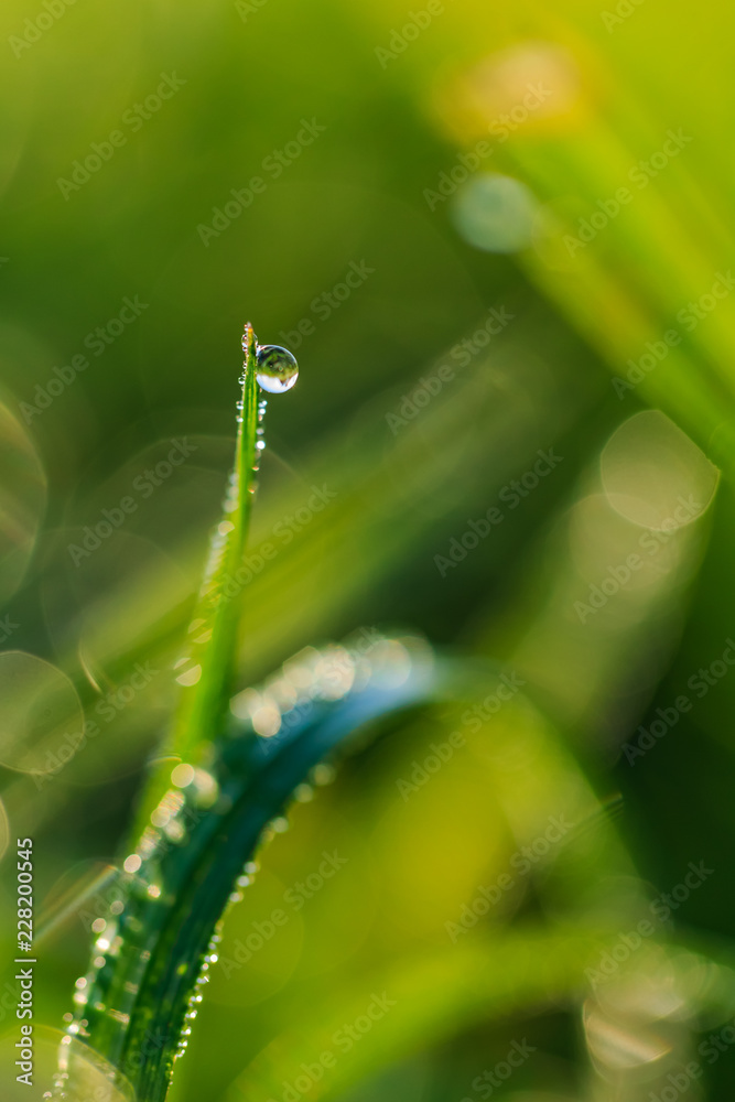 Macro close-up of fresh green grass with droplets and bokeh