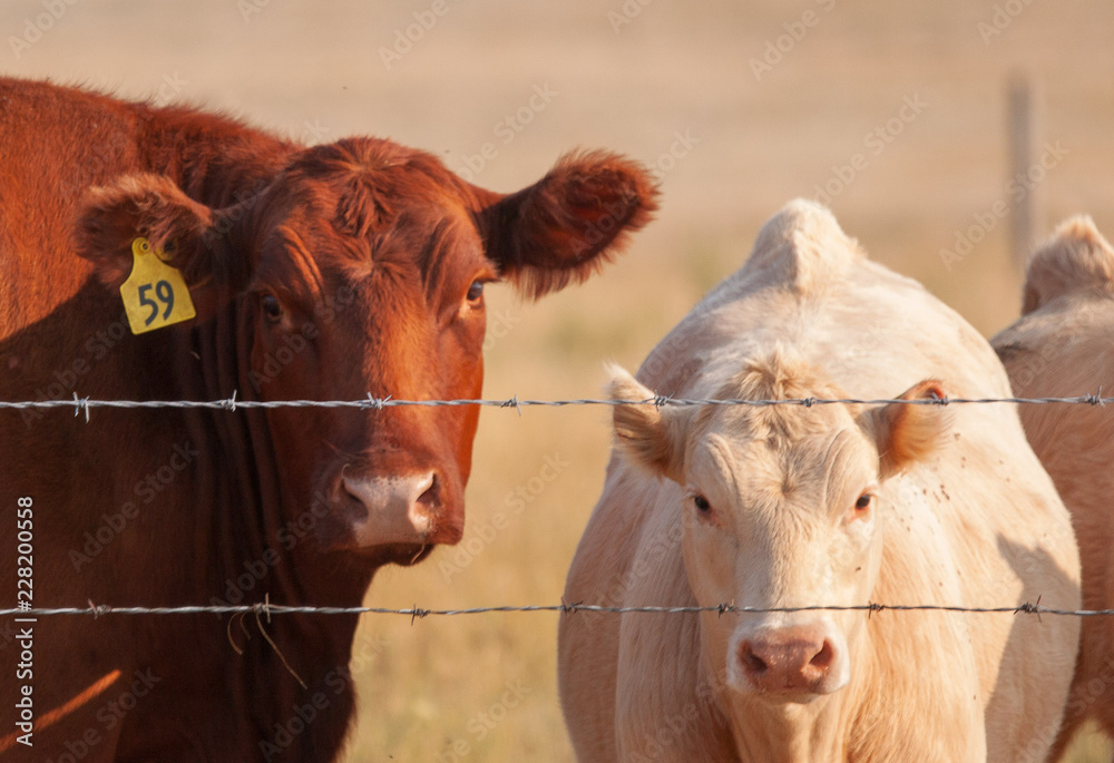 portrait of two cows