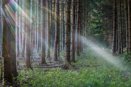 Sonnenstrahlen im Wald