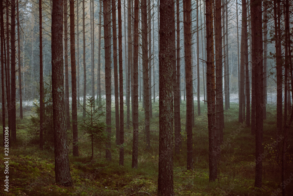 Mysterious forest in morning fog, in Kemeri national park in Latvia. Retro, vintage look. Mysterious forest in morning fog, in Kemeri national park in Latvia. Retro, vintage look.
