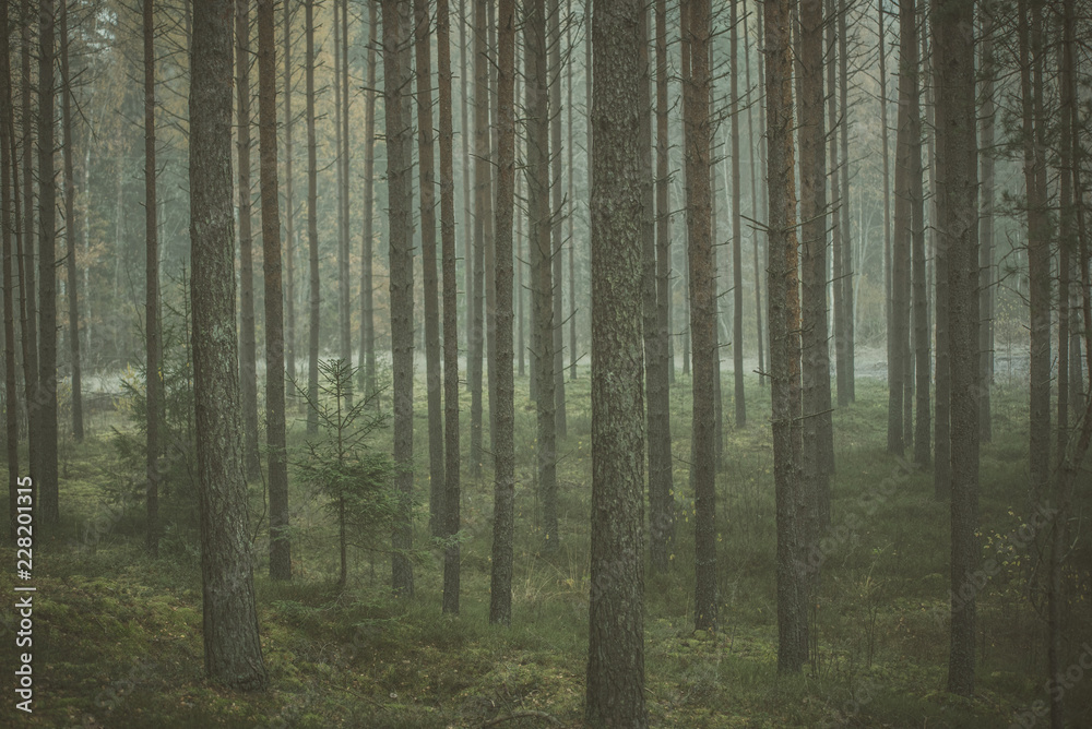 Mysterious forest in morning fog, in Kemeri national park in Latvia. Vintage, retro look.