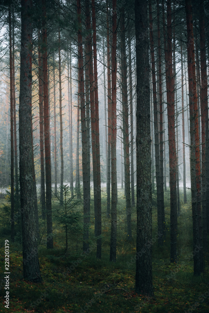 Mysterious forest in morning fog, in Kemeri national park in Latvia.