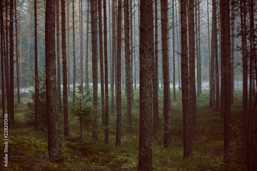 Mysterious forest in morning fog  in Kemeri national park in Latvia. Retro  vintage look.