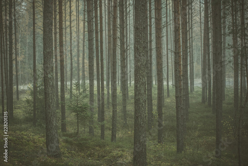 Mysterious forest in morning fog  in Kemeri national park in Latvia. Vintage  retro look.