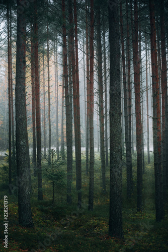 Mysterious forest in morning fog  in Kemeri national park in Latvia.
