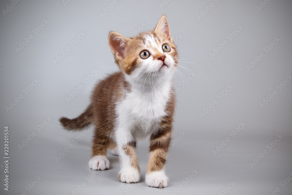 Scottish straight shorthair cat on colored backgrounds