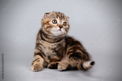 Scottish fold shorthair cat on colored backgrounds