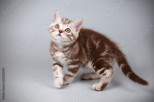 Wallpaper Mural Scottish straight shorthair cat on colored backgrounds Torontodigital.ca