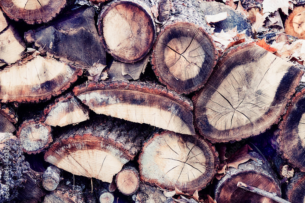 TRONCOS DE MADERA DE ÁRBOL CORTADOS TRONCOS DE MADERA DE ÁRBOL CORTADOS