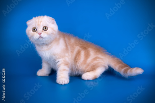 Scottish fold shorthair cat on colored backgrounds