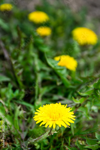 Yellow dandelions, blooming flowers  on background of green spring meadows. Flower carpet. © janaland