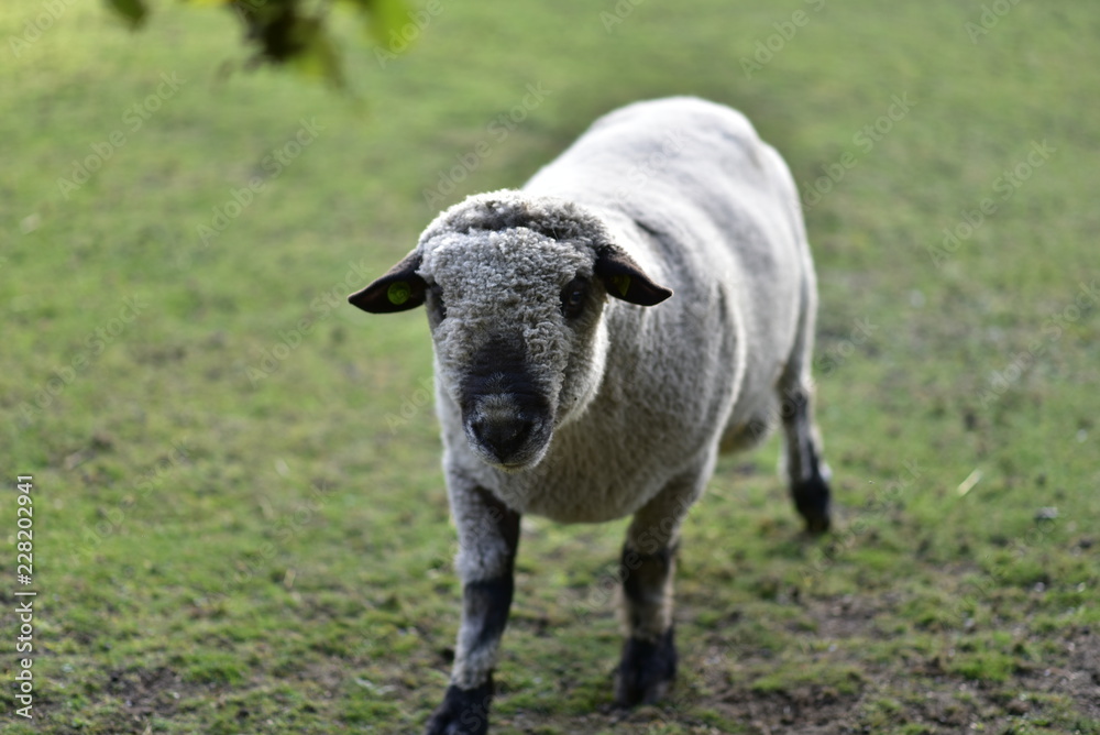 Obraz premium sheep on grass in public park on a sunny day
