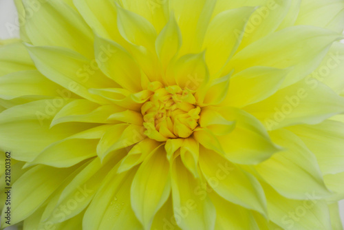 overall background of one large yellow chrysanthemum