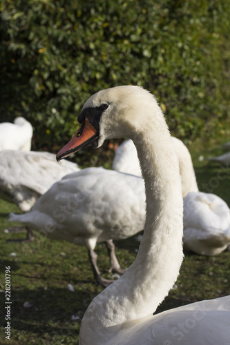 Close up of a swan 