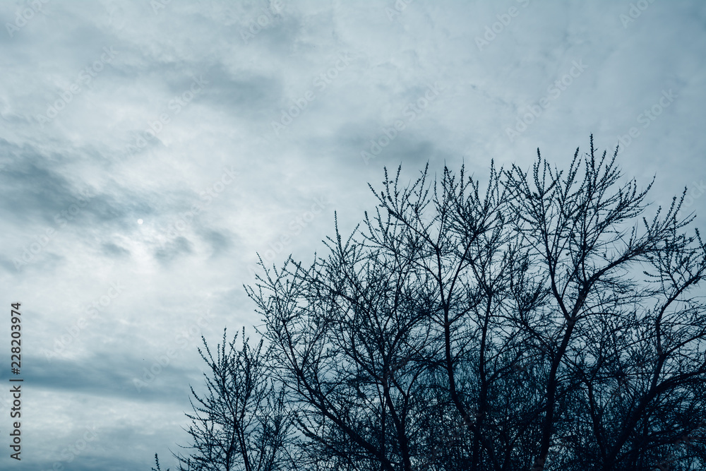 Silhouette of tree branches against overcast sky, decorate and design. Blue tint. Copy space available. Silhouette of tree branches against overcast sky, decorate and design. Blue tint. Copy space available.