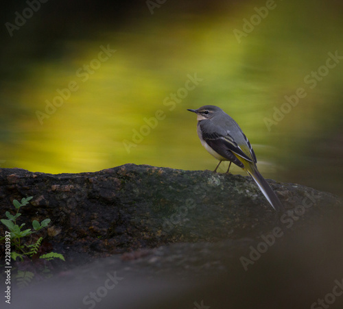 Grey wagtail, Motacilla cinerea, single female by water, Povoa de Lanhoso, Portugal, Outubro 2018. photo