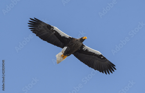 Steller s sea eagle in flight. Adult Steller s sea eagle . Scientific name  Haliaeetus pelagicus. Blue sky background.