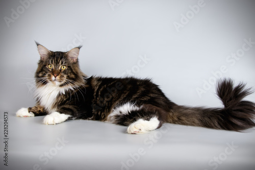 Maine Coon cat on colored backgrounds © Aleksand Volchanskiy