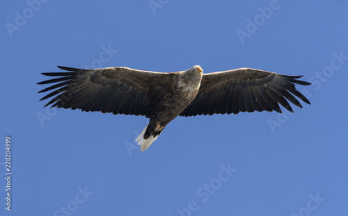 Adult White-tailed eagle in flight. Blue sky background. Scientific name  Haliaeetus albicilla  also known as the ern  erne  gray eagle  Eurasian sea eagle and white-tailed sea-eagle.