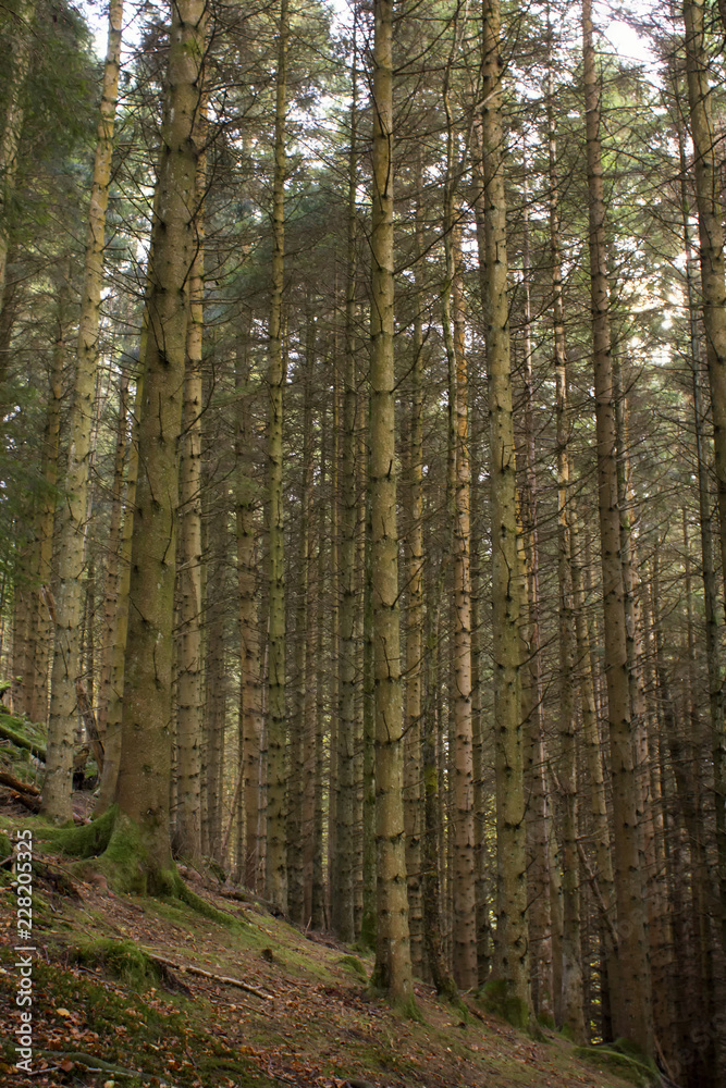 Obraz premium Scottish forest 