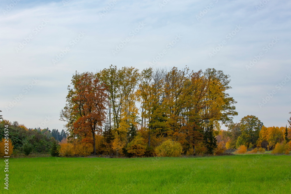  Beautiful country landscape in a autumn day. Green orange trees and still green grass field. Beautiful colorful nature backgrounds.