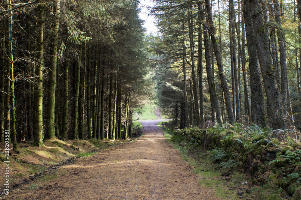 Fototapeta premium A forest road 