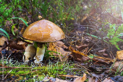 Beautiful edible mushroom. Suillus grevillei (commonly known as Greville's bolete and larch bolete)