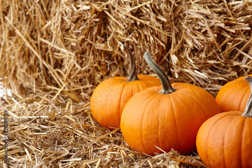 Orange halloween pumpkins on stack of hay or straw in sunny day, fall display © kobeza
