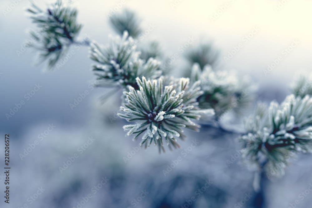 Pine branch and needles covered in morning frost, close-up, winter morning. Christmas card. Light background.