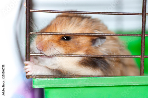 Syrian hamster gnaws inside a cage, eager to freedom