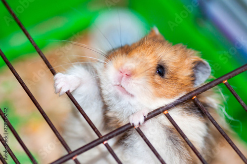 Syrian Hamster trying to escape from the cage