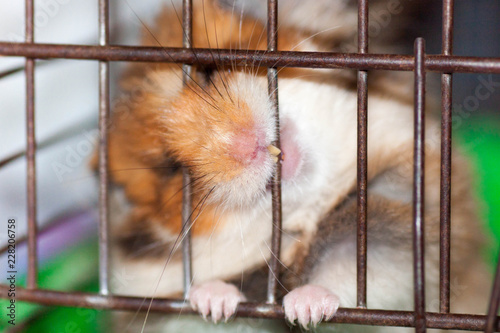Syrian hamster gnaws inside a cage, eager to freedom