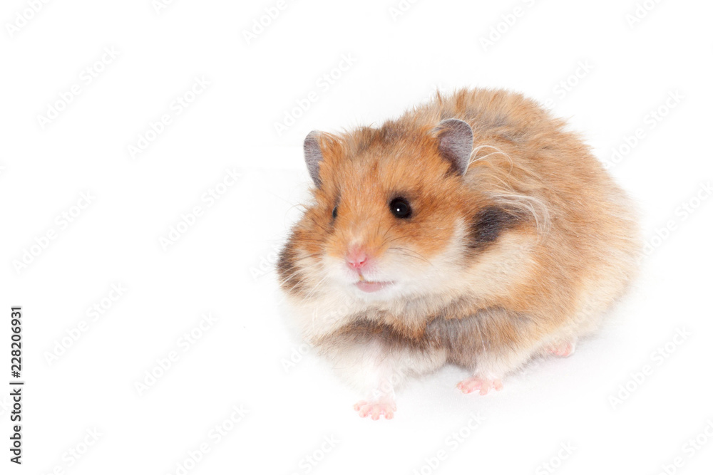 Cute Syrian hamster isolated on white background