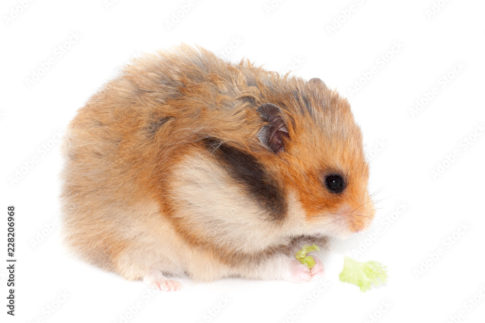 Fluffy Syrian hamster eating broccoli cabbage Fluffy Syrian hamster eating broccoli cabbage